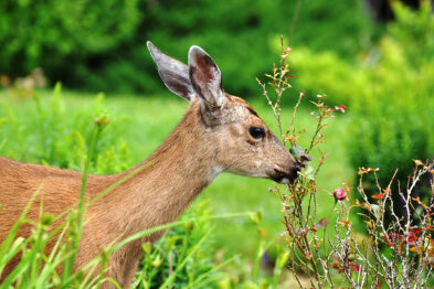 CSH-deers