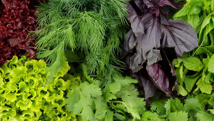 3 Health Benefits of Eating Your Leafy Greens