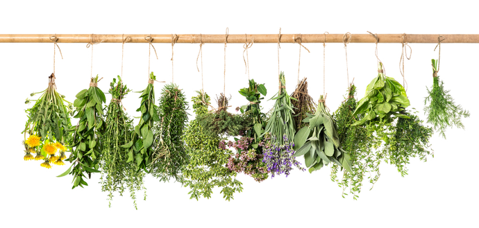 5 Herbs for Immune Support